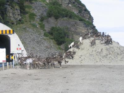 Porot suunnittelemassa tunnelin valtausta.... ihan selkeesti...