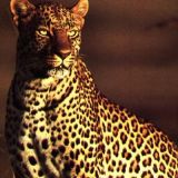 täsä leopardi........!