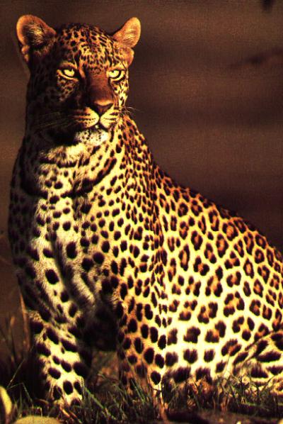 täsä leopardi........!