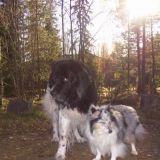 Josefiina landseer ja Namu sheltti