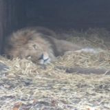 Eye of the lion. (Dublin Zoo 2004)