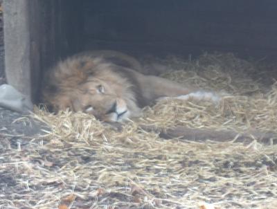 Eye of the lion. (Dublin Zoo 2004)