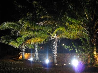 palm trees at night