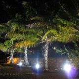 palm trees at night