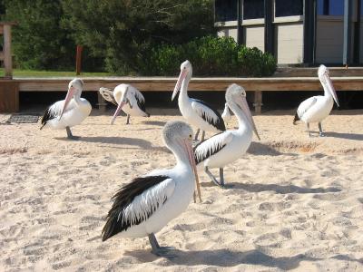 pelicans