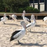 pelicans