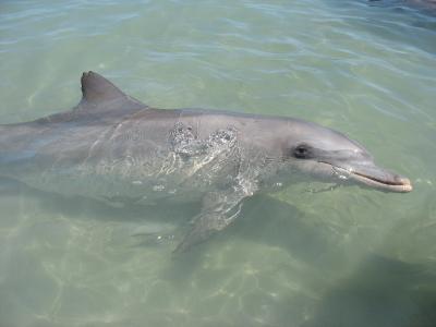 bottlenose dolphin, Monkey Mia, WA