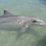 bottlenose dolphin, Monkey Mia, WA