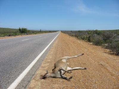 poor kangaroo