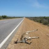 poor kangaroo