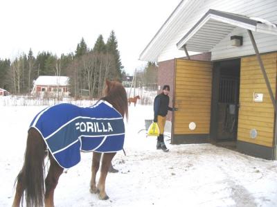 Forilla katsoo ystävää uutta!