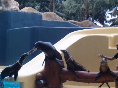 pikku show loro parquessa...  :)