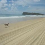 lonely dingo @ Fraser Island