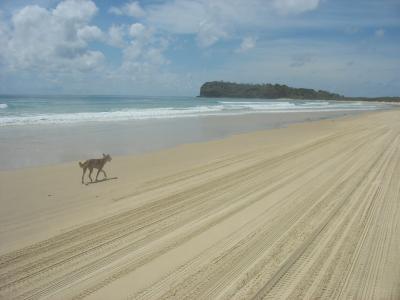 lonely dingo @ Fraser Island