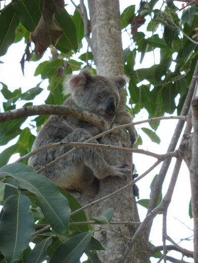 wild koala