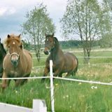 Väinis laitumella kavereiden kanssa. Tuo oikeanpuoleinen on minun.