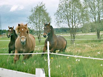 Väinis laitumella kavereiden kanssa. Tuo oikeanpuoleinen on minun.