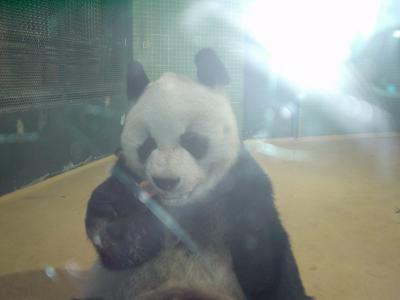 Saksa, Berliini.. @ Berlin Zoo, söpö panda lounaalla :)