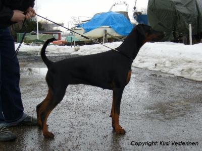 Dobermann-narttu Derby 9,5kk