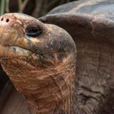 Se on Lonesome George, maailman harvinaisin eläin. Ainut laatuaan. Eikä se ota paineita siitä yhtään...