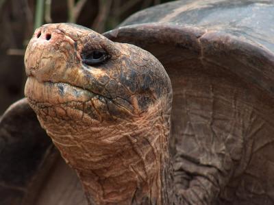 Se on Lonesome George, maailman harvinaisin eläin. Ainut laatuaan. Eikä se ota paineita siitä yhtään...