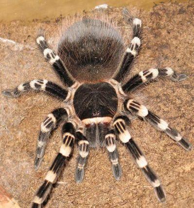 Acanthoscurria geniculata joka on niin sulonen, että sen mukaan tän nimimerkkinikin aikoinaan nappasin.