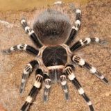 Acanthoscurria geniculata joka on niin sulonen, että sen mukaan tän nimimerkkinikin aikoinaan nappasin.