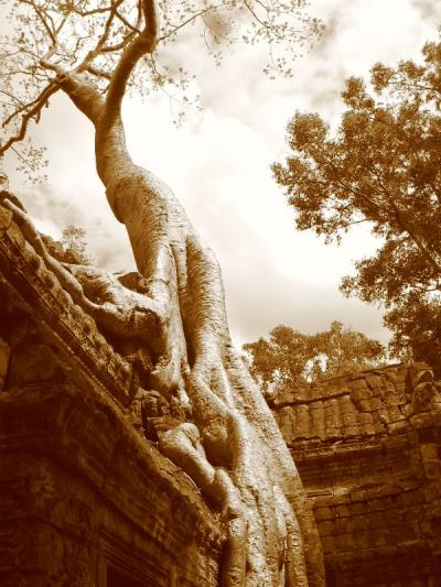 Aiming for heaven, Ta Phrom, Cambodia