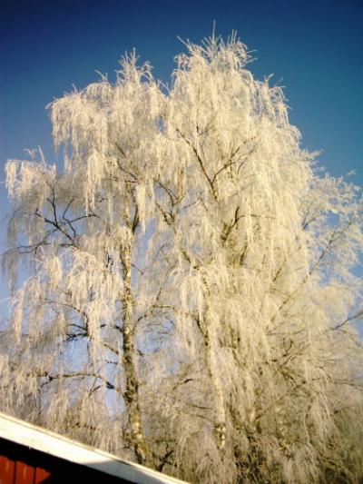 Pakkasyön jälkeen