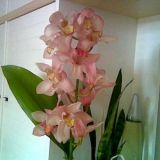 Lempivärinen orkidea.