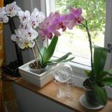 Keittiön ikkunalla orkideat kukassa :)