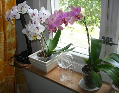 Keittiön ikkunalla orkideat kukassa :)