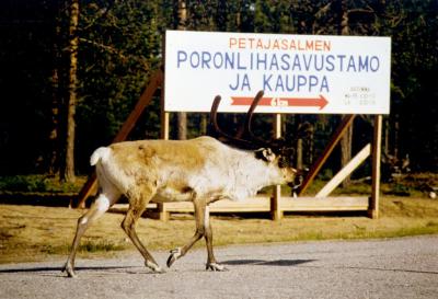 Elämäänsä kyllästynyt poro?