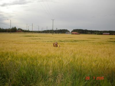 Matkalla turkuun