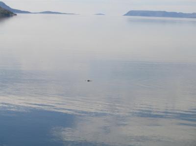 Pyöriäinen, joka kahden muun kanssa uiskenteli leiripaikkamme rantavesissä