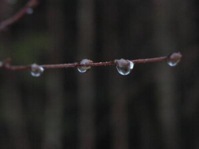 Syyskosteassa metsässä. Yksityiskohdissa asuu kauneus.