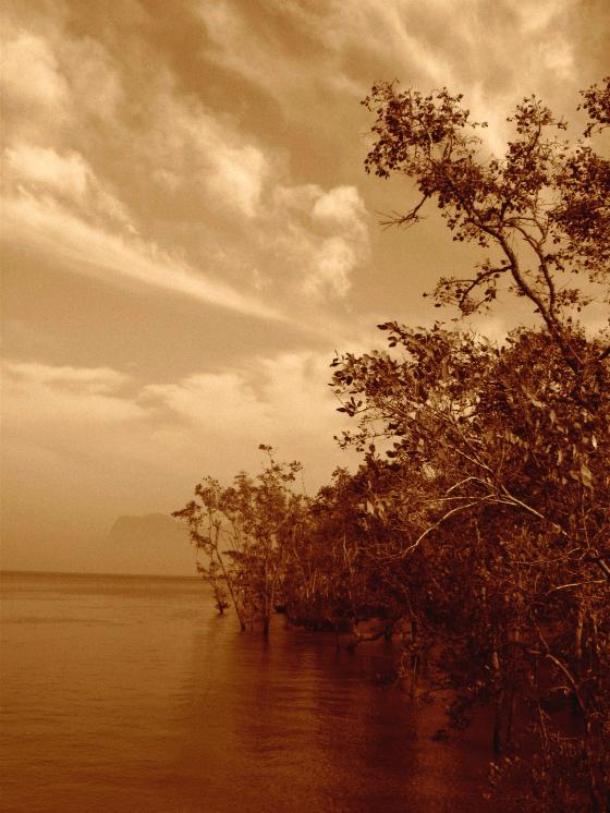 Mangrove Forest, Bako, Borneo