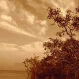 Mangrove Forest, Bako, Borneo