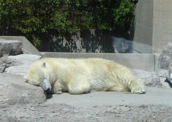 Toronto Zoo, kesä 2005