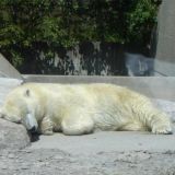 Toronto Zoo, kesä 2005