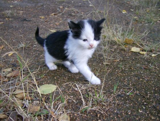 Meidän uusi kisu Pussikehrääjän Oliver