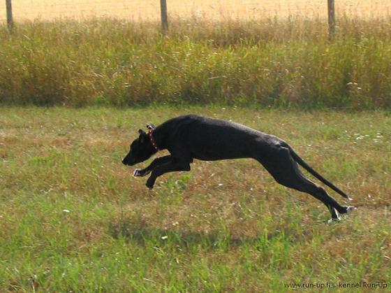 Siinä lähtee greyhound.