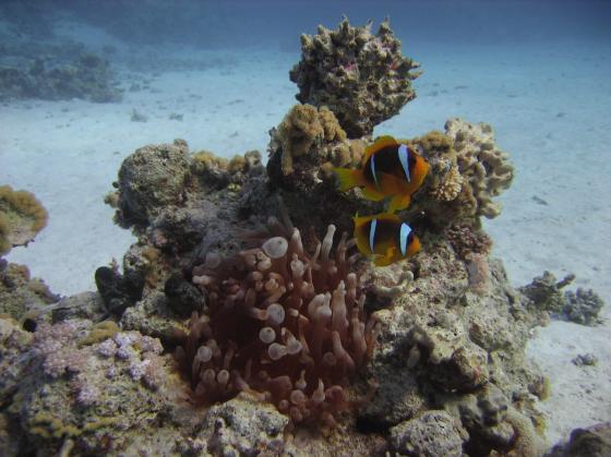 Anemonefish->Nemoja