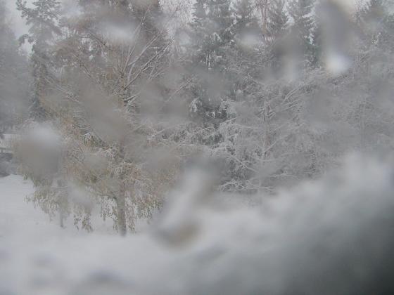 6.11.-06 LUNTA RIITTÄÄ SYKSYN LEHDILLE, JOTKA  OVAT SITKEÄSTI KIINNI KOIVUSSA.