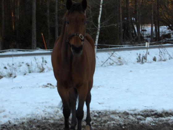 Panchino, tuttavallisesti Paavo