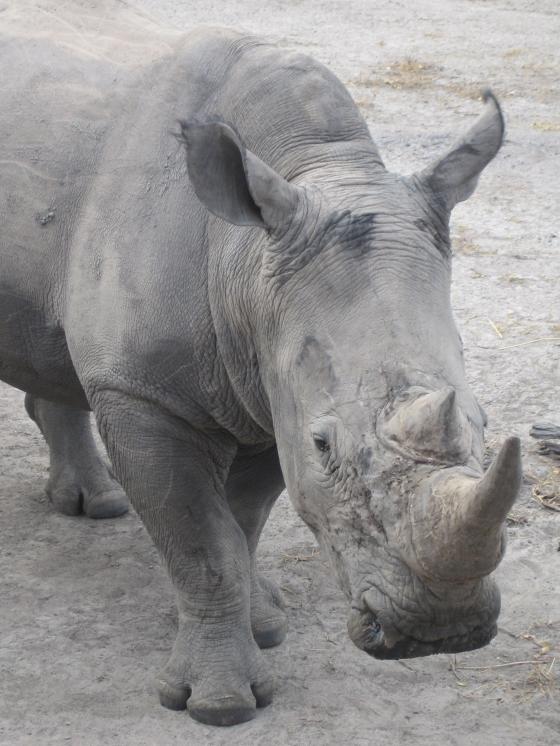 Rhino@Senegal