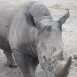 Rhino@Senegal