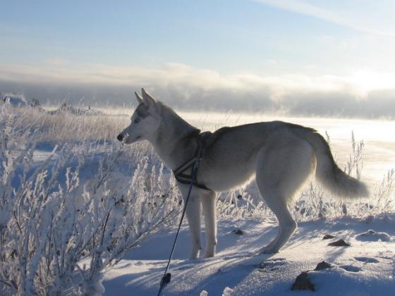 Snowtrack's Roxy