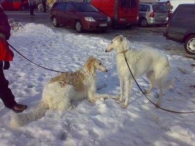 Sisko ja sen veli... Mäntsälän maastokisat 2007