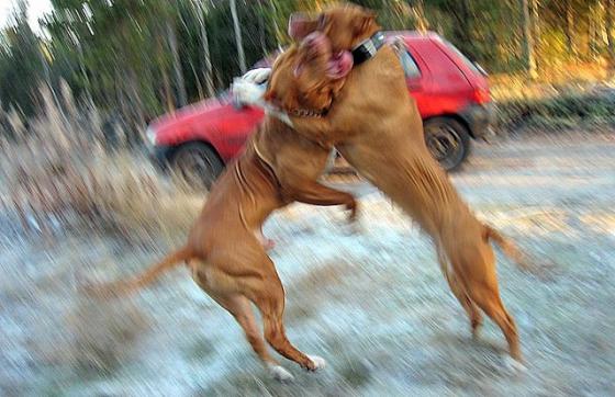 Renault clio hyökkää kuin Pit Bull Terrieri :)